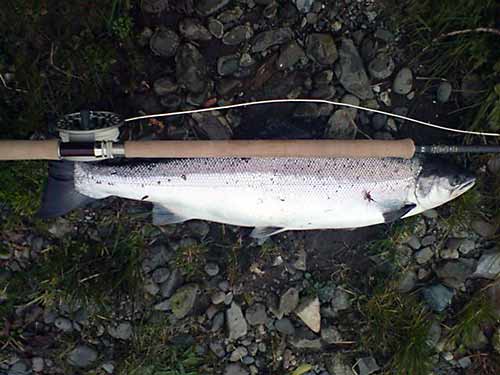 Steve Smith's 12lb SAlmon